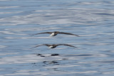 Red-footed Boobies