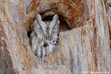 Spring has Sprung 2: Eastern Screech Owl