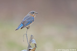 Female Eastern Bluebird Perched on Milkweed
