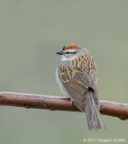 Wet Look 2: Chipping Sparrow