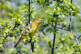 Female Scarlet Tanager (and Lunch)