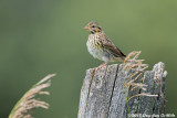 Juvenile Song Sparrow 