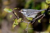 Black-throated Gray Warbler (Female)