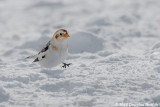 Dashing through the Snow: Snow Bunting