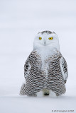 Portrait of a Female Snowy Owl 