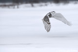 Taking Off: Female Snowy Owl: SERIES of Two Images