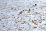 Hunting: Short-eared Owl
