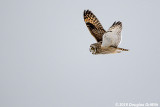 Short-eared Owl