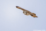 Short-eared Owl