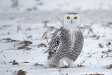 The EYES Have it: Female Snowy Owl