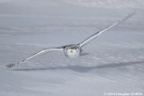 Manouvering over the Icy Ground: Female Snowy Owl