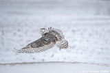 Lift Off: Female Snowy Owl