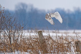 Female Snowy Owl