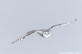 Searching: Female Snowy Owl