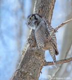 Northern Hawk Owl (Male)