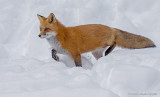 Red Fox Vixen (Female)