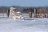 Female Snowy Owl