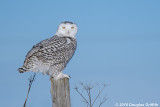 Female Snowy Owl