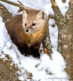 Pine Marten