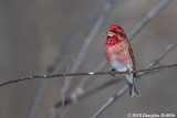 Male Purple Finch