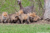 Is Five on One Fair? - Red Fox Kits (Vulpes vulpes)