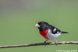 Male Rose-breasted Grosbeak