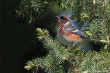 Bay-Breasted Warbler