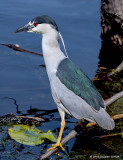 Male Black-crowned Night Heron