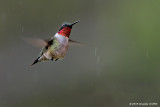 Male Ruby-throated Hummingbird