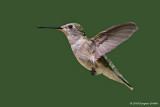 Hovering: Female Ruby-throated Hummingbird