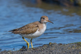 Spotted Sandpiper