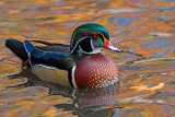 On Golden Pond: Male Wood Duck (Aix sponsa)
