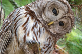 Curiosity: Barred Owl