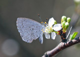 Spring Azure