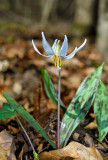 White Trout-lily