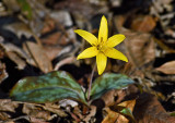 Yellow Trout-lily