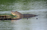 American Alligator