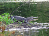 American Alligator