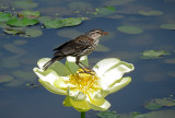 Red-winged Blackbird - female