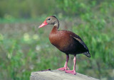 Black-bellied Whistling Duck