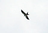 Swallow-tailed Kite - juvenile