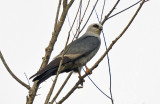 Mississippi Kite