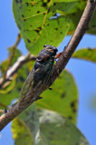 Lyric Cicada (Neotibicen lyricen)