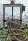 American Alligator