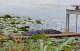 American Alligator