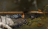 American Alligator Hatchlings