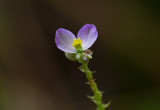 Polygala species