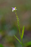 Polygala species