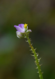 Polygala species