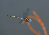 Blue-eyed Darner